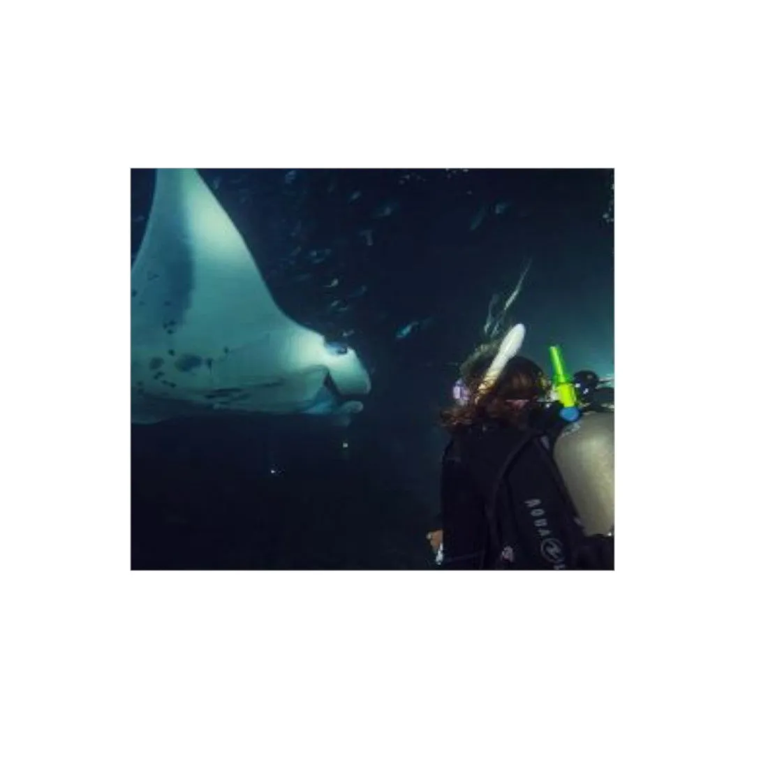 Padi eLearning Night Driver Course For Student Divers